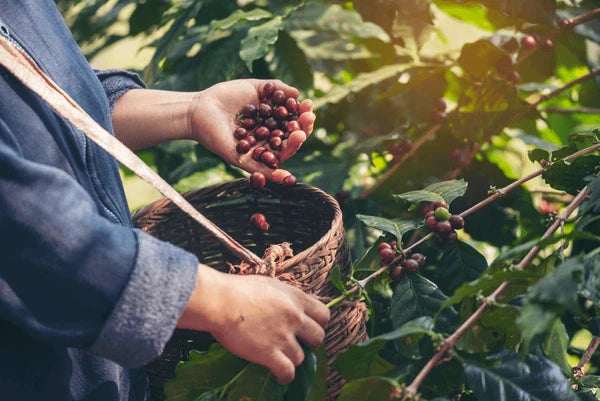 From Farm to Cup: The Journey of Zar Coffee Beans